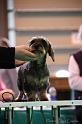 Crufts2011_2 1005